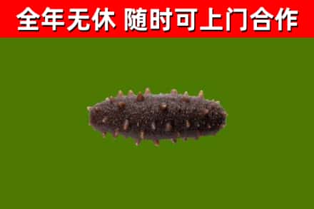 锦州市回收海参干